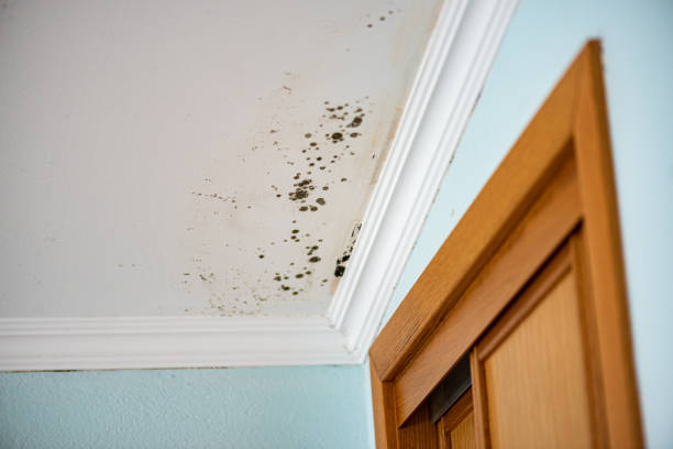 Office Mold Removal Services in Greenwood, LA