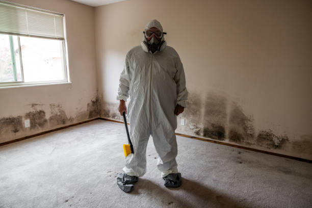 Trusted Greenwood, LA Mold Removal Experts